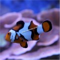 PICASSO CLOWNFISH A GRADE